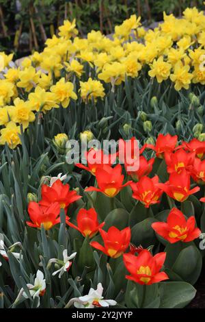 Un lit de jardin vibrant avec des tulipes rouges au premier plan et des jonquilles jaunes en arrière-plan. Banque D'Images