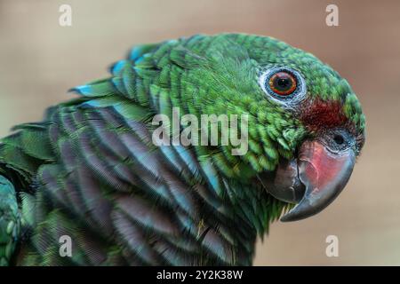 Portrait d'un perroquet au sein vinacé (Amazona vinacea) Banque D'Images