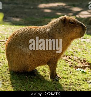 Capybara assis au bord de l'eau Banque D'Images