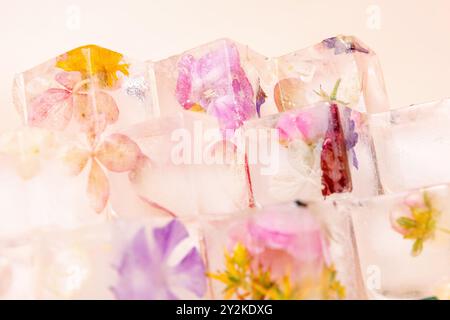 Une photo en gros plan de fleurs colorées congelées dans des glaçons. Les fleurs sont délicates et belles, et la glace crée une sensation de fraîcheur et de sérénité Banque D'Images