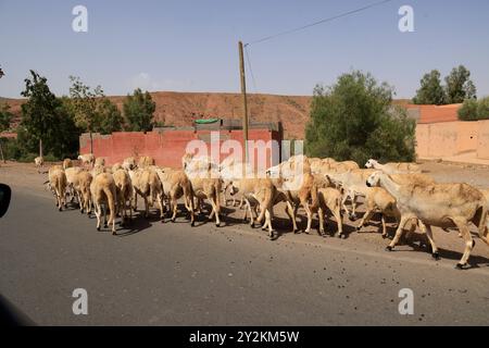 Troupeau de moutons dans un village dans la campagne désertique près d'Asni et des montagnes du Haut Atlas au Maroc. Région de Marrakech-Safi, Province d'Al Haouz, Hig Banque D'Images