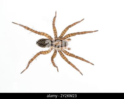 Araignée loup à pattes minces (espèce Pardosa) vue d'en haut. Isolé Banque D'Images