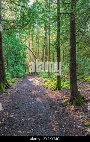 Le parc national de la péninsule Bruce possède plusieurs magnifiques sentiers de randonnée, dont le sentier Horse Lake, photographié tôt le matin. Banque D'Images