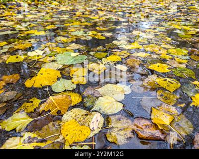 feuilles colorées tombées à la surface de l'eau. fond de saison d'automne. Banque D'Images