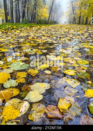 paysage de parc d'automne avec des feuilles jaunes colorées flottant sur une surface d'eau. Banque D'Images