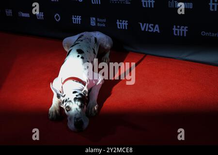 Toronto, Canada. 11 septembre 2024. Bing the Dog assiste à la première de « The Friend » lors du Festival international du film de Toronto 2024 au Roy Thomson Hall de Toronto, Canada, le 10 septembre 2024. (Photo de Arrush Chopra/NurPhoto) crédit : NurPhoto SRL/Alamy Live News Banque D'Images