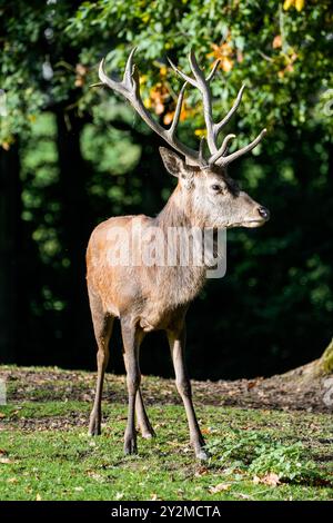 Portrait d'un cerf rouge avec des bois dans la nature. Cervus elaphus. Banque D'Images