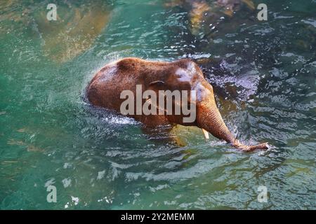 Photo de l'éléphant dans l'eau Banque D'Images