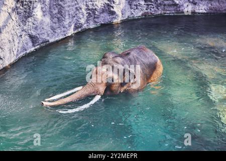 Photo de l'éléphant dans l'eau Banque D'Images