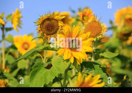 Tournesols, Helianthus, poussant dans les champs agricoles par une journée ensoleillée de fin d'été. Les fleurs sont à différents stades de floraison. Banque D'Images