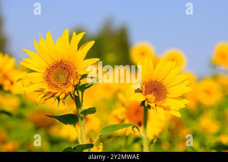 Deux tournesols, Helianthus, poussant dans les champs agricoles par une journée ensoleillée de fin d'été. Banque D'Images