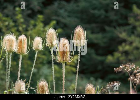 Un groupe de plantes de thé aux têtes épaisses distinctives se dresse dans un pré sauvage, contrastant magnifiquement avec la forêt verte douce en toile de fond. Banque D'Images