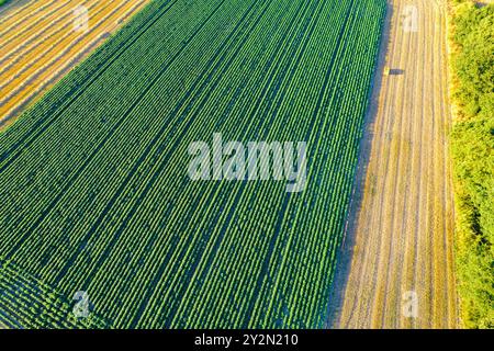 vue aérienne depuis un drone d'un champ cultivé avec des pommes de terre et des champs de blé fauché en été, concept agricole Banque D'Images