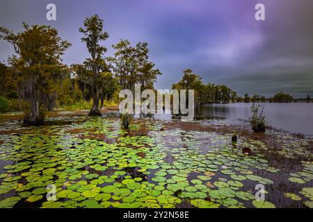 Les Lilypads flottent doucement sur le lac, entourés d'arbres drapés de mousse espagnole, tandis que les nuages sombres se rassemblent au-dessus d'un spectacle serein mais dramatique de la nature Banque D'Images