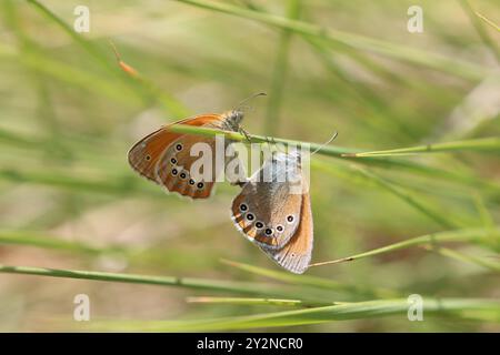 Accouplement de paires de papillons Chestnut Heath - Coenonympha glycérion Banque D'Images