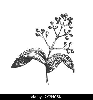 Plante isolée par vecteur de cannelle avec des feuilles. Illustration de style gravé à base de plantes. Esquisse détaillée du produit organique. Le meilleur pour le logo de conception, menu, étiquette, Illustration de Vecteur