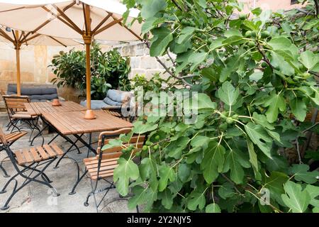 Patio extérieur confortable avec tables et chaises en bois sous parasols entouré de plantes vertes luxuriantes et figuier commun Fig Ficus carica Banque D'Images