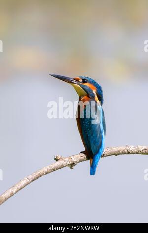 kingfisher commun (Alcedo atthis) ou kingfisher eurasien ou kingfisher fluvial sur une perche. Réserve naturelle d'Isola della Cona, Italie. Banque D'Images