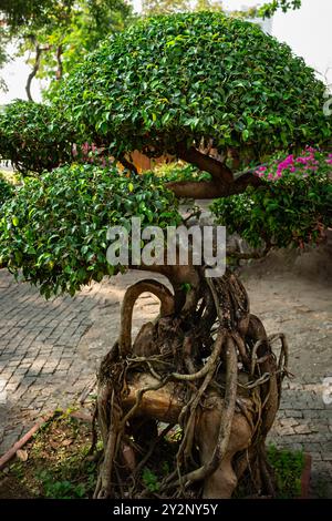 Arbre de jardin bonsaï avec branches courbes et tronc. Environnement de jardin asiatique de plantes décoratives. Paysage de fond vert naturel avec ornement japonais Banque D'Images