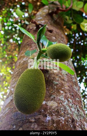 Un arbre avec un bouquet de fruits verts accroché à lui. Le fruit est vert et a beaucoup de taches Banque D'Images