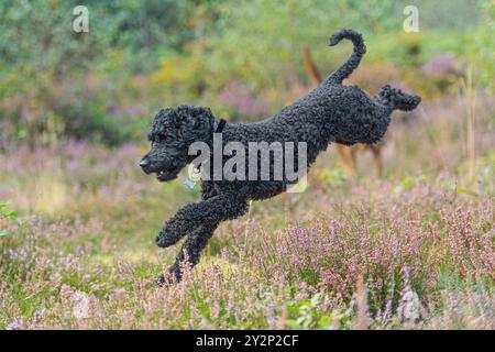 Chien Cockapoo au Royaume-Uni Banque D'Images