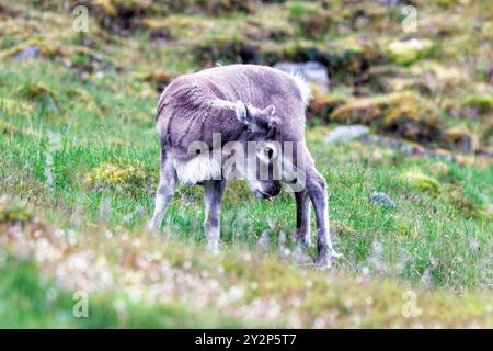 Rennes, Rangifer tarandus platyrhynchus, sur la toundra de Longyearbyen, Spitzberg, Svalbard. Banque D'Images