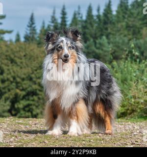 Chien de berger tri merle shetland debout dans la campagne au Royaume-Uni Banque D'Images