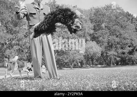 Effectif 1948 : bons chiens en visite. Cet été, Oslo a reçu la visite du dresseur de chiens suédois Gustav Laneryd et de ses 8 chiens. Photo : aktuell / NTB ***photos non traitées*** le texte de cette image est automatiquement traduit le texte de cette image est automatiquement traduit Banque D'Images