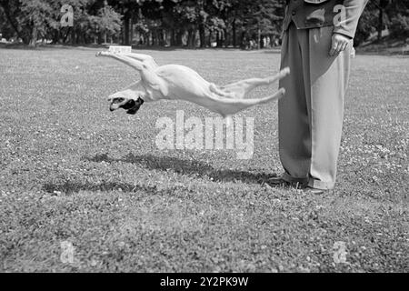 Effectif 1948 : bons chiens en visite. Cet été, Oslo a reçu la visite du dresseur de chiens suédois Gustav Laneryd et de ses 8 chiens. Photo : aktuell / NTB ***photos non traitées*** le texte de cette image est automatiquement traduit le texte de cette image est automatiquement traduit Banque D'Images