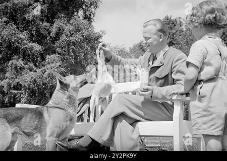 Effectif 1948 : bons chiens en visite. Cet été, Oslo a reçu la visite du dresseur de chiens suédois Gustav Laneryd et de ses 8 chiens. Photo : aktuell / NTB ***photos non traitées*** le texte de cette image est automatiquement traduit le texte de cette image est automatiquement traduit Banque D'Images