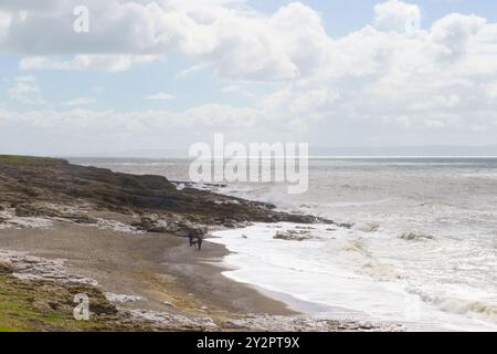 11 septembre 2024, Hardy’s Bay, Ogmore-by-Sea, Bridgend, Vale of Glamorgan, pays de Galles. MÉTÉO : vents forts et courants forts à marée décroissante, au milieu du soleil et des nuages à Ogmore by Sea aujourd'hui. La pluie est prévue pour plus tard dans l'après-midi. Pic DE MARÉE HAUTE 11,31 Bridget Catterall/Alamy Live News Banque D'Images