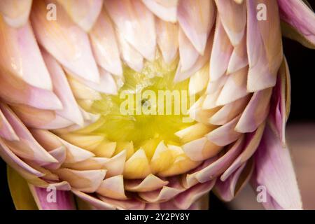 Plein cadre gros plan artistique, pâle, fleur de dahlia rose presque en fleur, s'ouvrant autour d'un centre jaune avec une mise au point sélective. Banque D'Images