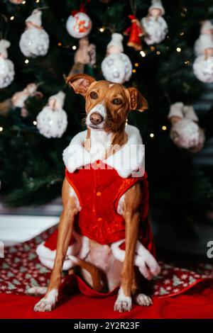 Un charmant chien brun habillé dans une tenue de fête du Père Noël, assis élégamment devant un arbre de Noël joliment décoré dont le fond est orné Banque D'Images