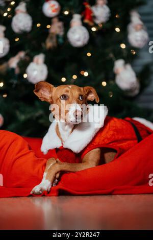 Un charmant chien vêtu d'un costume de père Noël rouge vif pose devant un sapin de Noël magnifiquement orné avec des lumières brillantes et des ornements festifs Banque D'Images