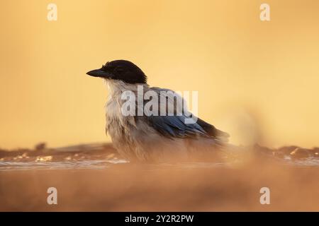 Une Magpie ibérique, Cyanopica cooki, se trouve élégamment sur un fond lisse et doré, magnifiquement illuminé par la douce lumière du soleil, mettant en valeur son Banque D'Images