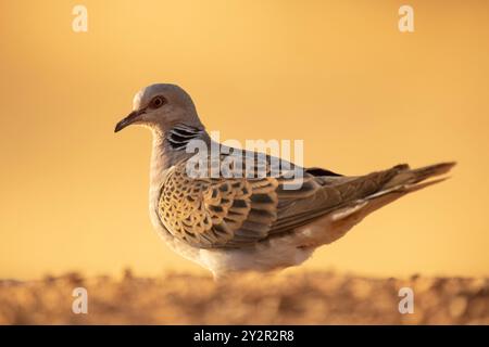 Un gros plan d'une tourterelle européenne, Streptopelia turtur, capturé dans un cadre de steppe estivale, avec des détails éclatants sur un fond doux et doré Banque D'Images