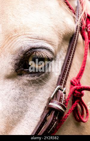 Gros plan détaillé de l'œil d'un cheval, avec des cils luxuriants et un regard réfléchissant, avec un licou rouge éclatant et une bride en cuir complexe. Pris dans le f Banque D'Images