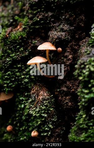 Gros plan de petits champignons sauvages qui poussent sur l'écorce sombre et humide d'un arbre, entourés de mousse verte éclatante, capturés dans le cadre forestier de Banque D'Images