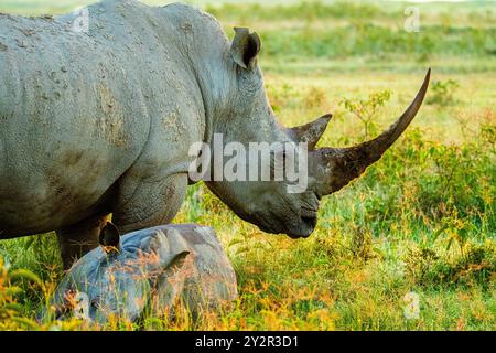 Un majestueux rhinocéros blanc adulte et son veau paissant dans les prairies luxuriantes du parc national de Nakuru, au Kenya. Banque D'Images