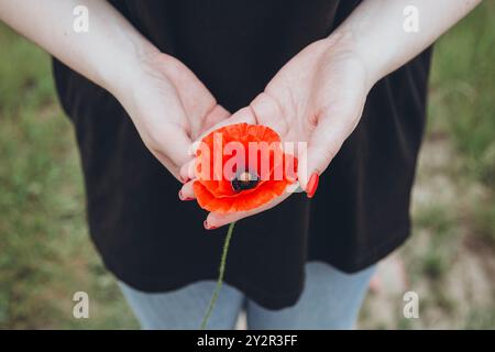 Gros plan montrant les mains d'une femme berçant un coquelicot rouge vif avec un vernis à ongles assorti sur un fond naturel Banque D'Images