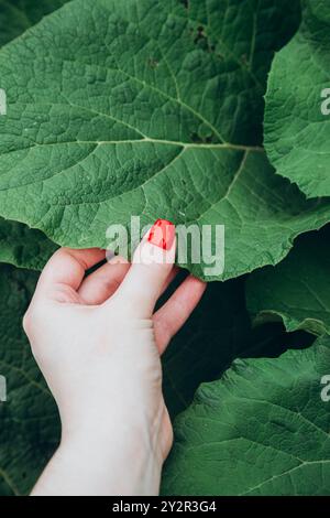 Une main féminine délicate avec un vernis rouge vif touche délicatement une grande feuille verte, soulignant un contraste entre élégance humaine et simpl naturel Banque D'Images