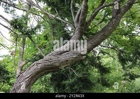 cet arbre a attiré mon attention ! peut sembler un sujet fade à photographier, mais il y a de la beauté dans tout. J'aimerais demander à cet arbre tout ce qu'il a vu Banque D'Images