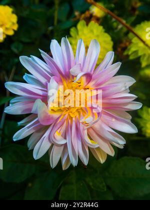 Une image saisissante en gros plan d'un dahlia rose en fleurs avec des couches de pétales doux passant du blanc aux nuances de rose, entouré d'un vert foncé Banque D'Images
