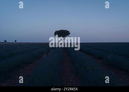 Une photo de nuit sereine capturant la tranquillité des champs de lavande s'étendant à l'horizon à Brihuega, Guadalajara, sous un ciel étoilé avec Banque D'Images