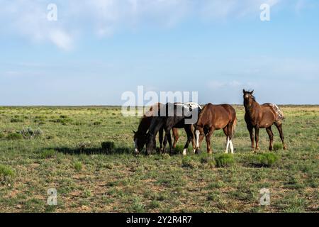 Un troupeau de chevaux paissant paisiblement dans un vaste champ de campagne ouvert sous un ciel bleu clair, capturant l'essence de la vie rurale. Banque D'Images