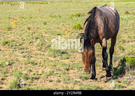 Un seul cheval pèle paisiblement dans un champ ensoleillé, illustrant la tranquillité rurale et la beauté naturelle. Banque D'Images