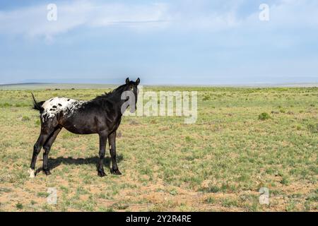 Un cheval noir et blanc solitaire se dresse dans un grand champ herbeux ouvert sous un ciel bleu clair, incarnant la tranquillité rurale. Banque D'Images