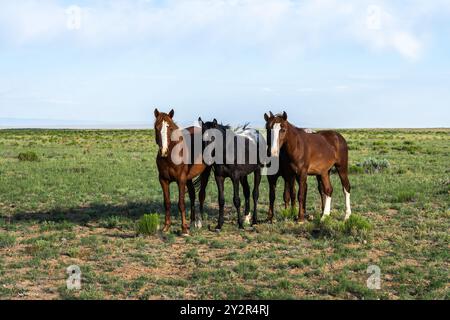 Un groupe serein de chevaux paissent dans un champ de campagne ouvert et vaste sous un ciel bleu clair. Banque D'Images