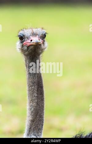 Gros plan détaillé d'une autruche curieuse avec une expression humoristique, sur fond vert doux dans un cadre naturel. Banque D'Images