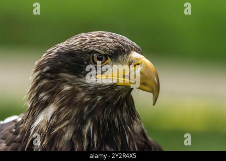 Gros plan détaillé de la tête d'un aigle à tête blanche juvénile, présentant ses plumes brun foncé et ses yeux perçants, sur fond vert doux. Banque D'Images